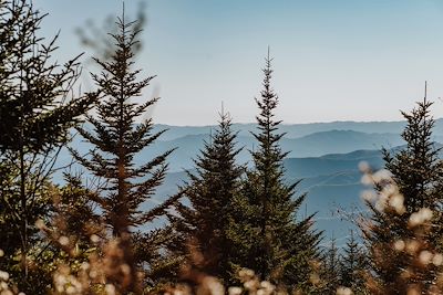Forêt, Tennessee