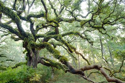 Forêt de vieux chênes, Alabama