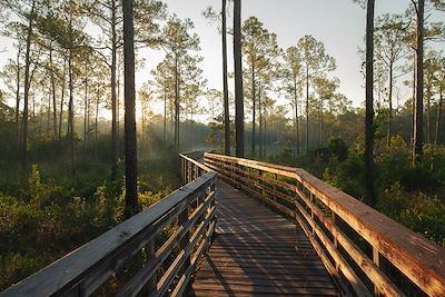 Forêt en Alabama