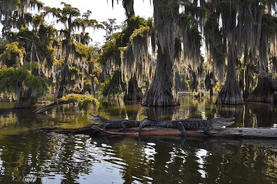 Crocodiles alanguis dans un bayou, Louisiane