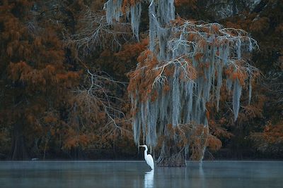 Grand Héron blanc, Louisiane