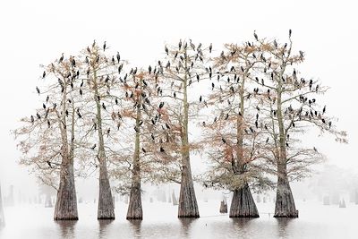 Grands cormorans reposant sur des cyprès gras, Louisiane