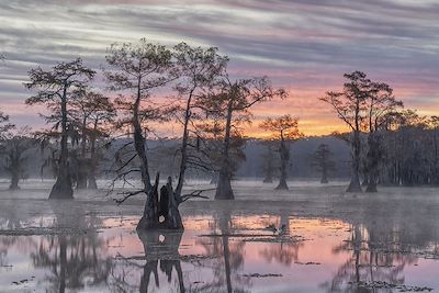 Cyprès chauve dans un lac en Louisiane