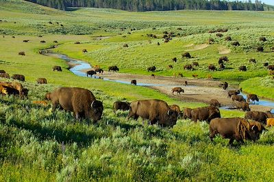 Bisons - Yellowstone - Etats-Unis