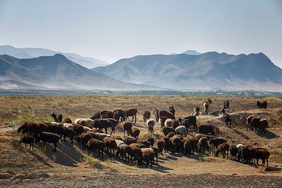 Moutons - Ouzbékistan