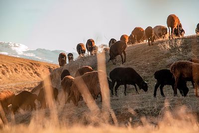 Moutons - Ouzbékistan