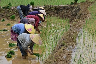 Moc Chau - Vietnam