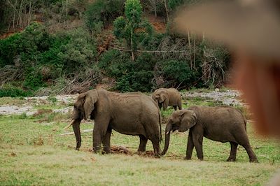 Éléphants sauvages dans la nature en Afrique du Sud
