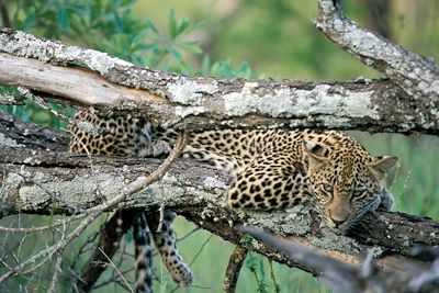 Léopard - Parc Kruger - Afrique du Sud