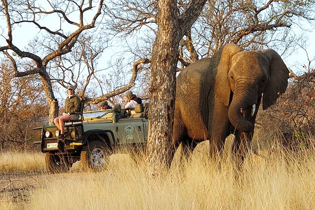 Safari Afrique du Sud