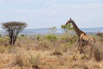 Parc national Kruger - Afrique du Sud