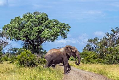 Éléphant dans le parc National - Afrique du Sud