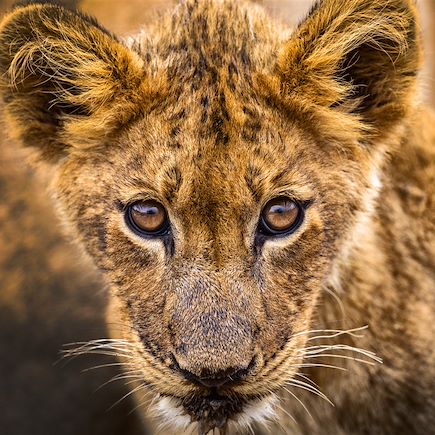 Du Cap au Kruger