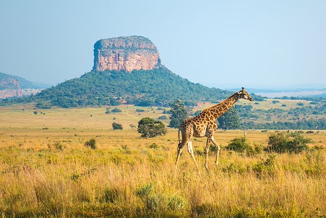 Safari Afrique du Sud