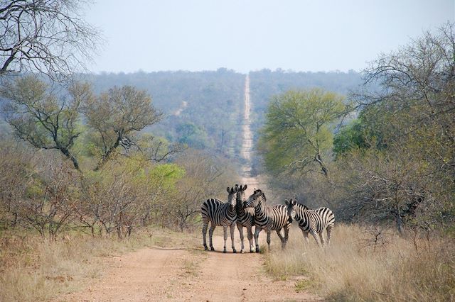 Safari Afrique du Sud