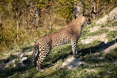 Safari au parc Kruger - Afrique du Sud