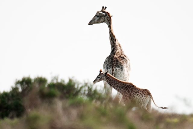 Safari Afrique du Sud