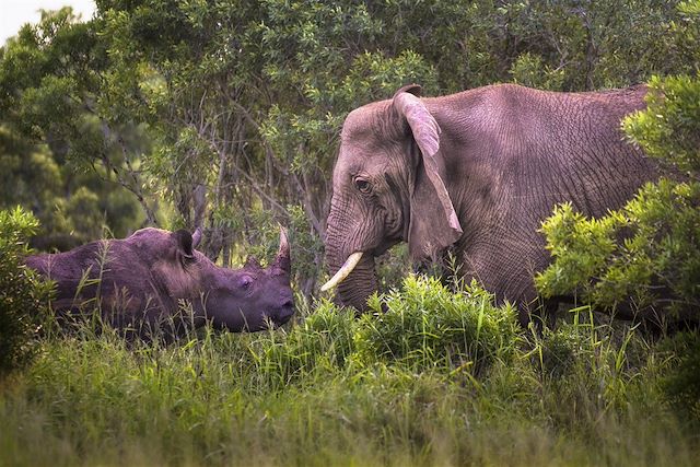 Safari Afrique du Sud Cape Town