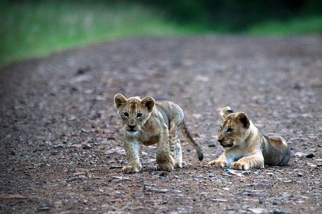 Safari Afrique du Sud Cape Town