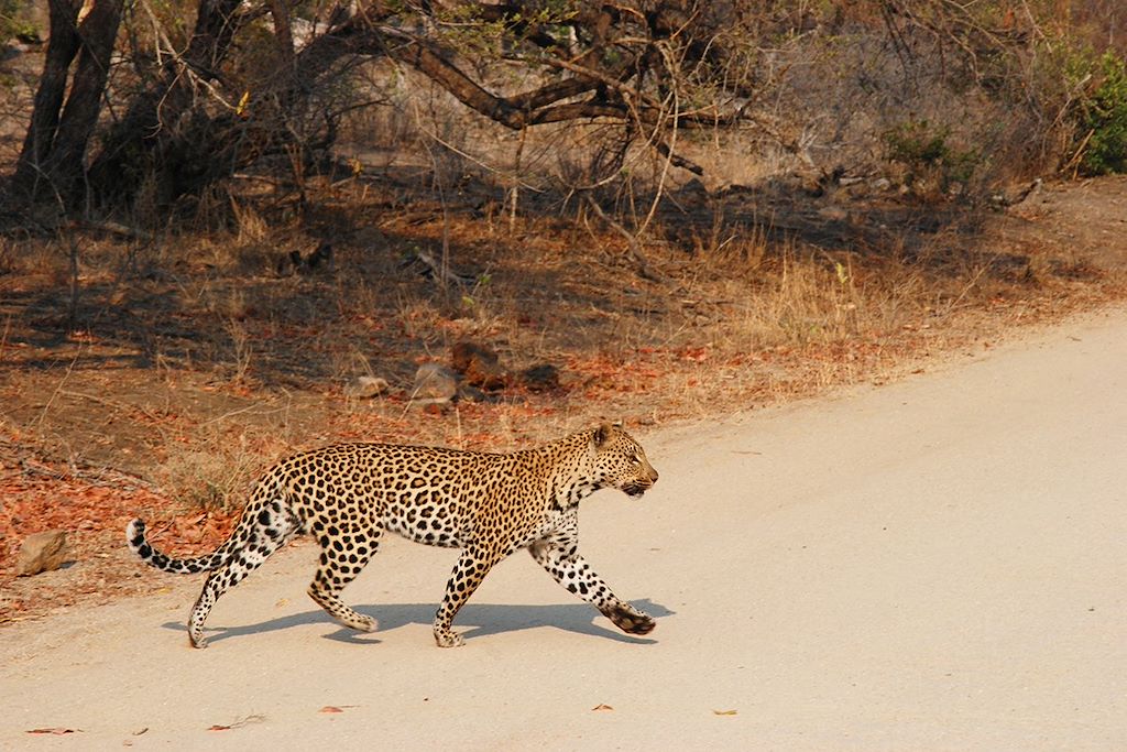 Voyage Afrique du Sud
