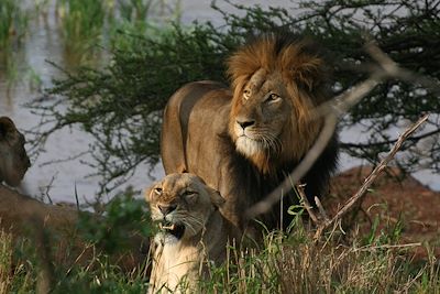 Lions et baleines : les deux mon capitaine !