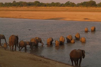 Eléphants traversant la rivière Luangwa dans le Parc South Luangwa - Zambie