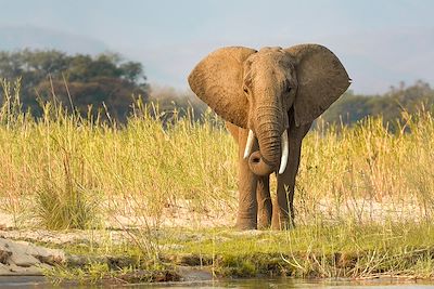 Lower Zambezi - Zambie