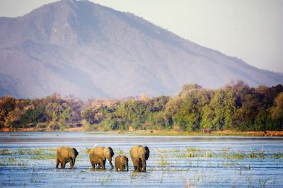 Éléphants à travers la rivière Zambezi - Mana Pools - Zimbabwe