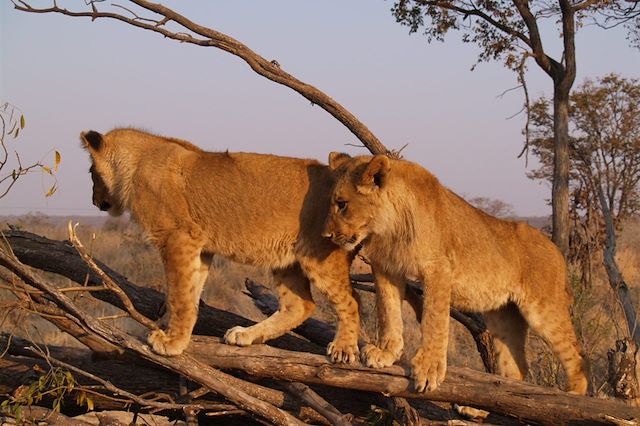 Safari à pied Zimbabwe