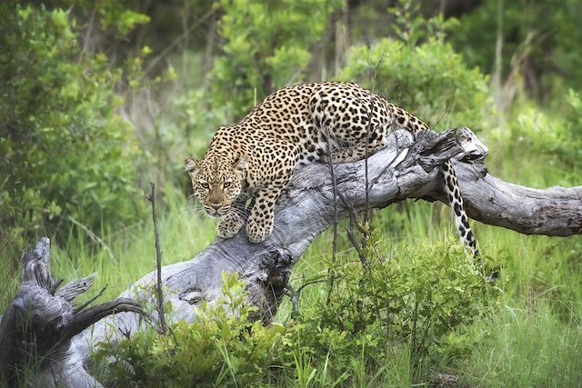 Safari à pied Zimbabwe