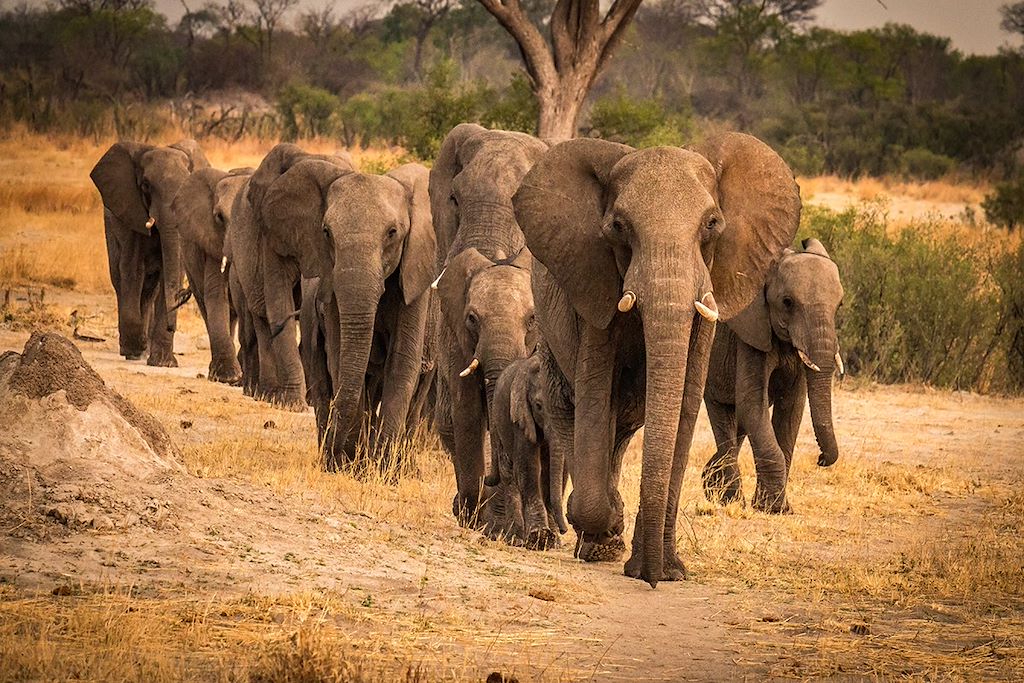 Voyage Zimbabwe
