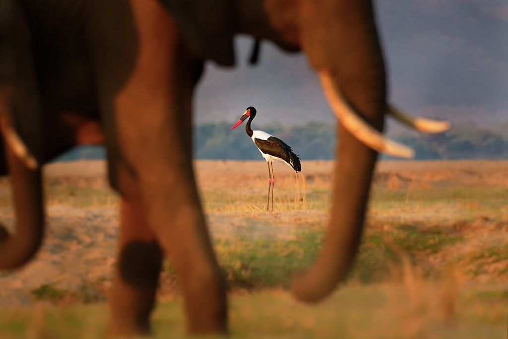 Safari à pied