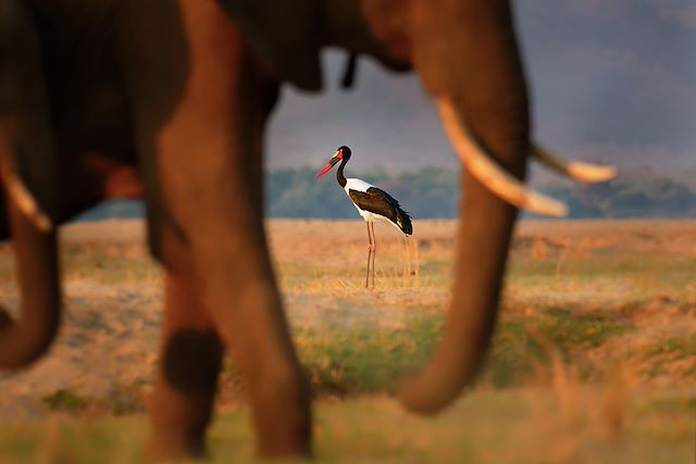 Safari à pied Zimbabwe