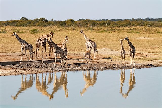 Safari Zimbabwe