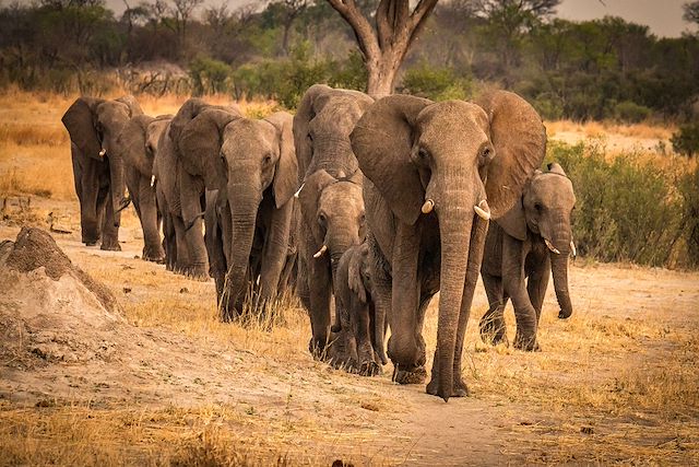 Safari Zimbabwe