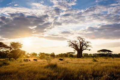 Zimbabwe, rhinos de Matopos et éléphants de Hwange