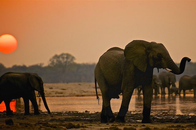 Safari Zimbabwe