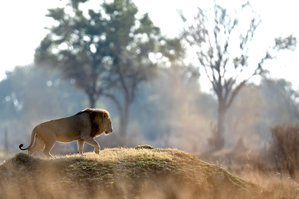 Safari Zimbabwe