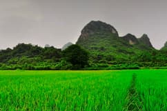 Chine