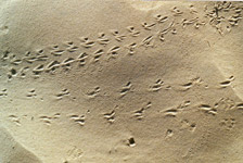 Les insectes du Sahara Les insectes du Sahara