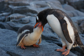 Vaïhéré cap sur l'Antarctique
