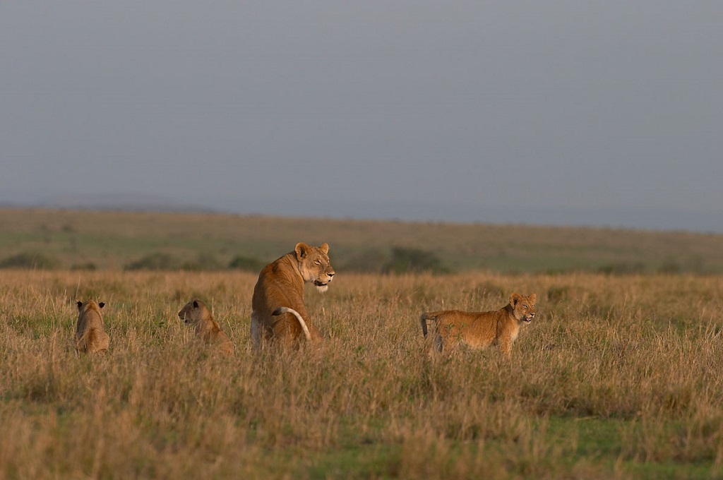 R&eacute;serve du Massai Mara - Vall&eacute;e du Rift, Kenya