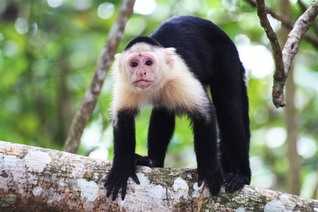 Singe dans le Parc National de Cahuita, Costa Rica - ©Valérie Gall Singe dans le Parc National de Cahuita, Costa Rica