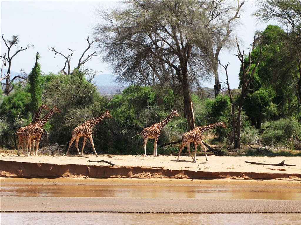 Girafes dans la r&eacute;serve de Samburu, Kenya
