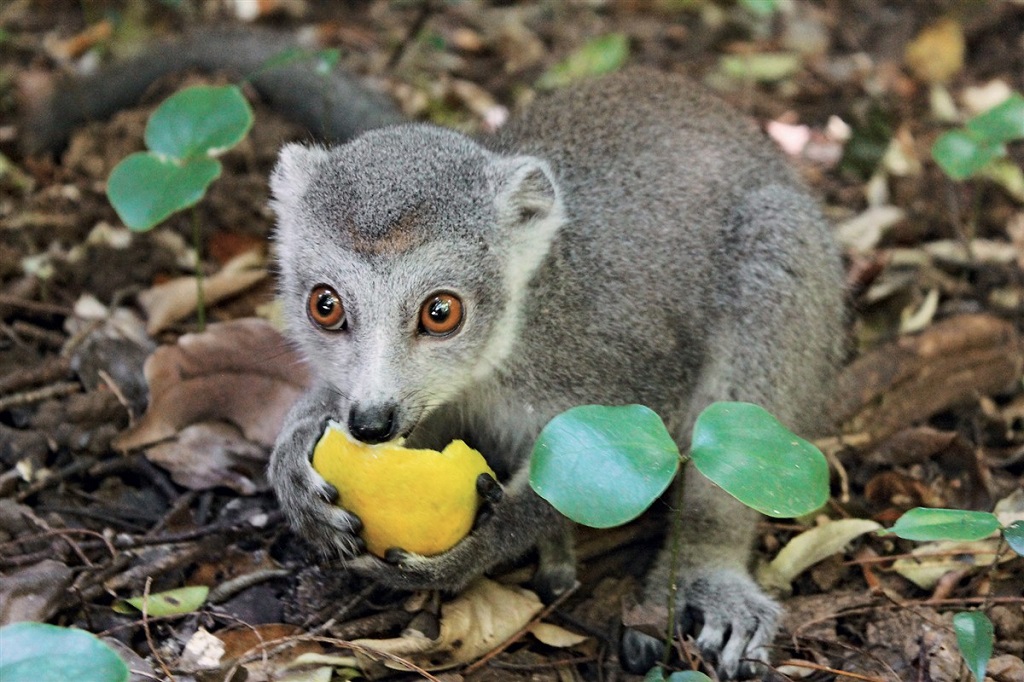 L&eacute;murien - Madagascar