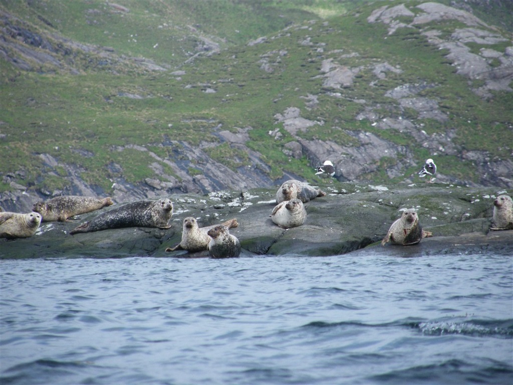 Phoques sur l'île Jura - ©Yann – Peuple Nomade Phoques sur l'île Jura