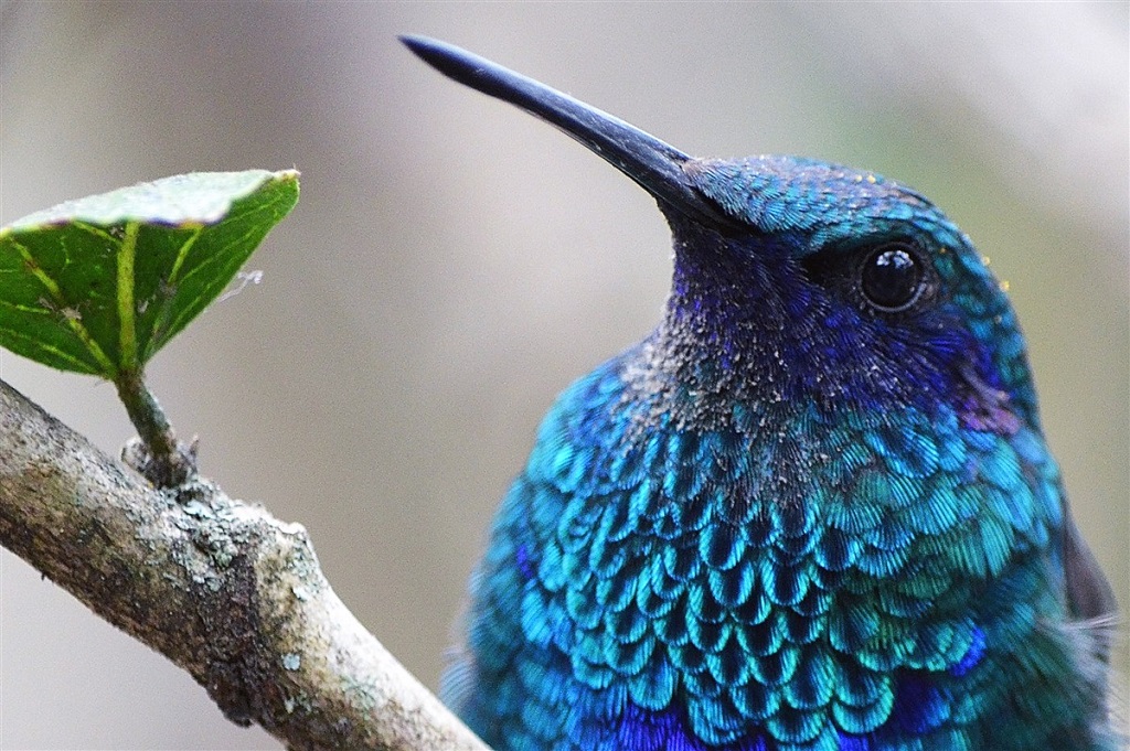 Colibri, Equateur - ©Angel Martinez Colibri, Equateur
