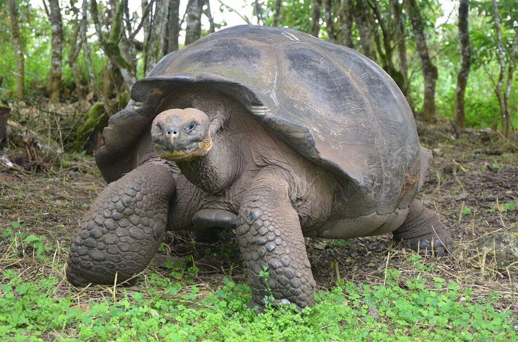 Tortues géantes sur les îles Galapagos - ©Angel Martinez Tortues géantes sur les îles Galapagos