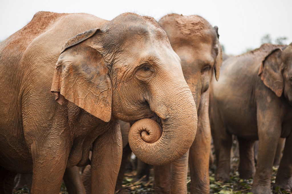 Éléphants, Pinnawela - ©Quentin Gaudillière Éléphants, Pinnawela