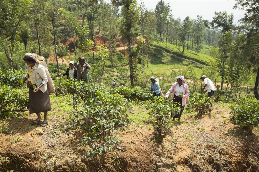 R&eacute;colte du th&eacute; entre Kandy et Nuwara Eliya - Sri Lanka
